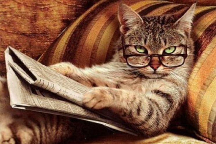 Il gatto è stressato: viene trattato come un cane