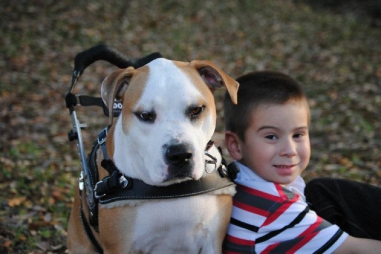 La pet therapy, come guarire con l’affetto degli animali