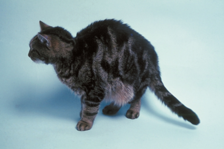 immagine L’ascite nel cane e nel gatto: cos’è e come riconoscerla