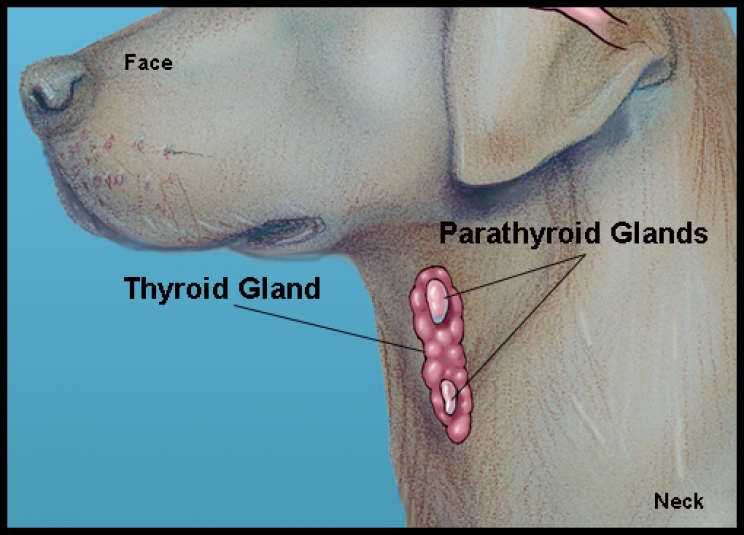 immagine L’iperparatiroidismo: quando si ammalano le ghiandole che nessuno conosce