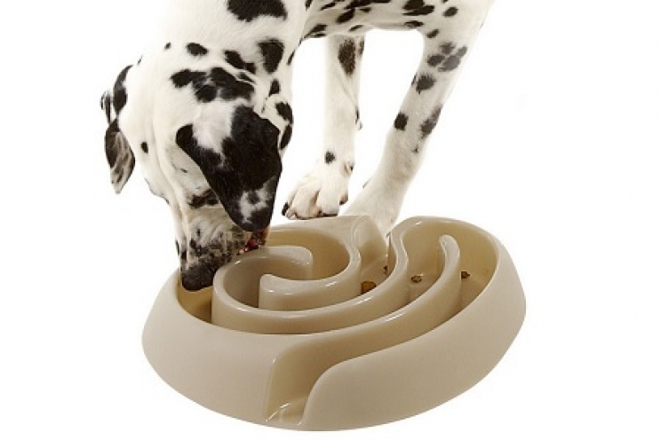 immagine Cane che mangia troppo velocemente