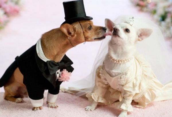 Il calore negli animali, cos’è e come comportarsi