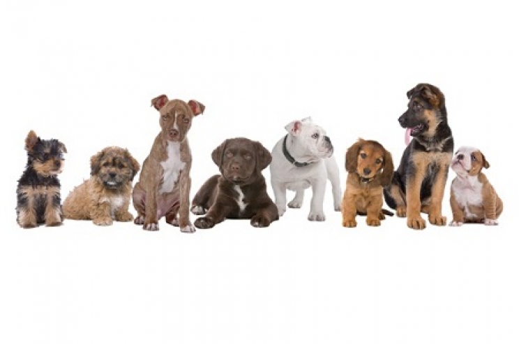 immagine L’importanza della socializzazione e le “Classi di Socializzazione”