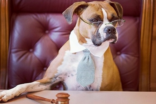 immagine La riforma del condominio che tutela gli animali domestici