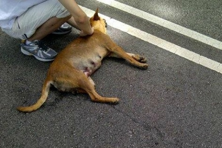 immagine In caso di incidente è obbligatorio soccorrere l'animale