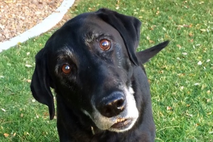 immagine Sindrome vestibolare nel cane