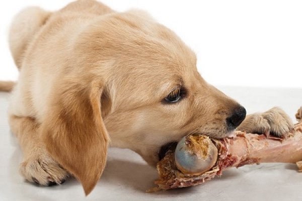 Crudismo e Dieta BARF: cosa sono?