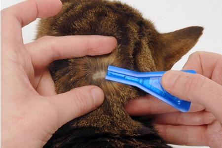 antiparassitari gatto spot on