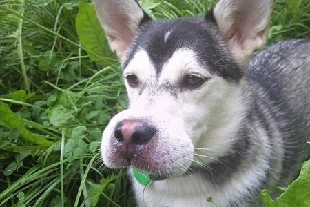 cane puntura di ape vespa allergia muso gonfio