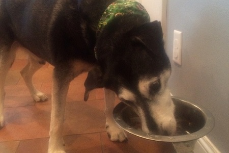 cane sindrome vestibolare mangia