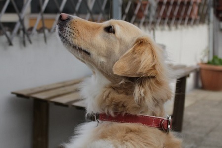 cane con collare rosso