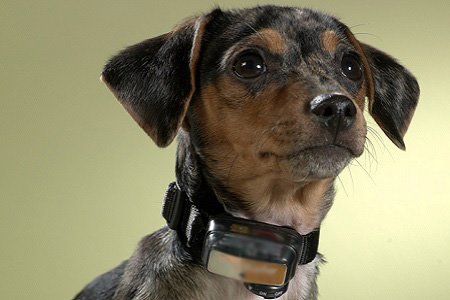 collare anti abbaio cane