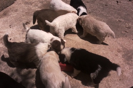 cuccioli cane mangiano insieme ciotola