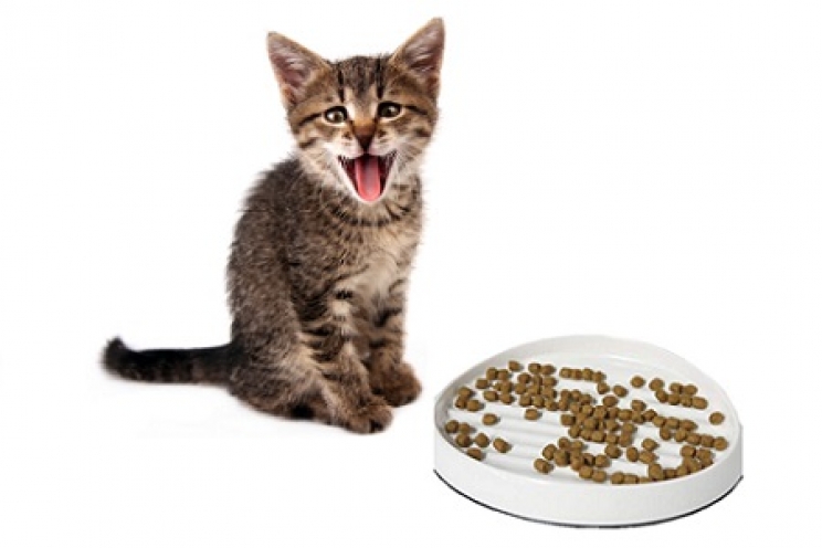 immagine-perche-il-gatto-miagola-anche-se-la-ciotola-e-mezza-piena