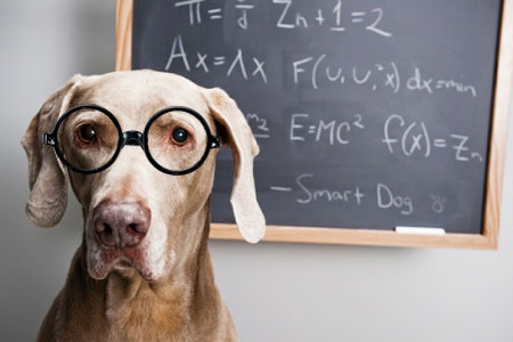 immagine Giochi di intelligenza o di attivazione mentale per cani: come usarli