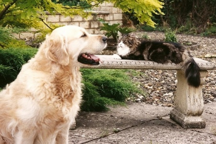 immagine Sterilizzare gli animali, perché è importante e come avviene