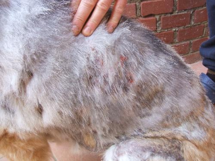 immagine a piodermite del cane e del gatto: un prurito da non sottovalutare