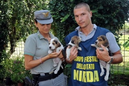 forestale gree hill beagle