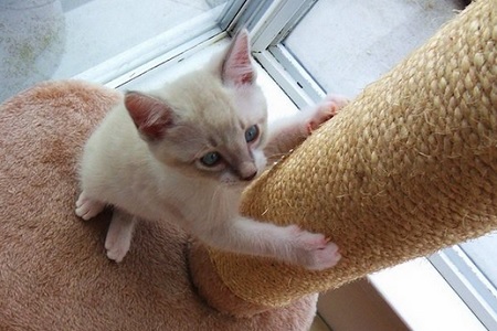 gattino tiragraffi si fa le unghie