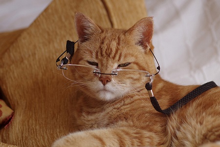 gatto-con-occhiali-anziano