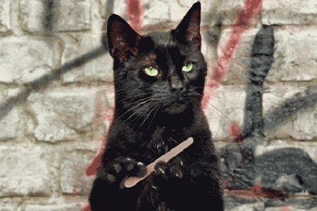 gatto si lima le unghie