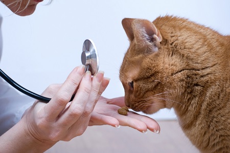 gatto flutd crocchetta fonendoscopio