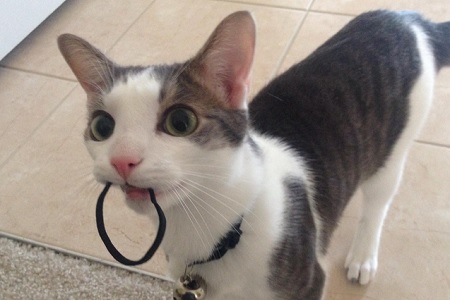 gatto mangia elastico capelli