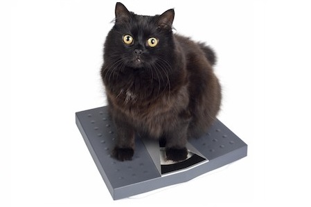 gatto sulla bilancia