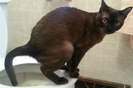 gatto urina nel wc