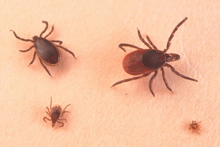 stadi di zecca ninfa larva adulto