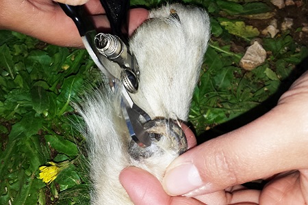 tagliare sperone al cane